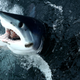 Illustration for article titled It’s Pathetic: World Fails to Protect One of the Most Eaten Sharks
